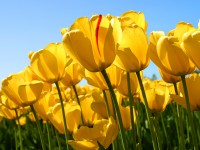 TULIPANES